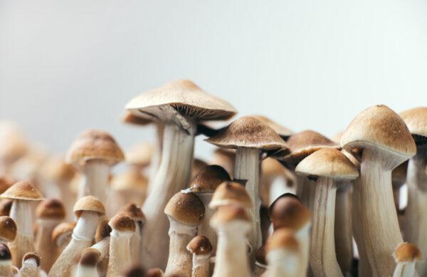 Amazonian magic mushrooms Ireland