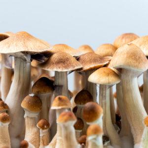 B+ magic mushrooms