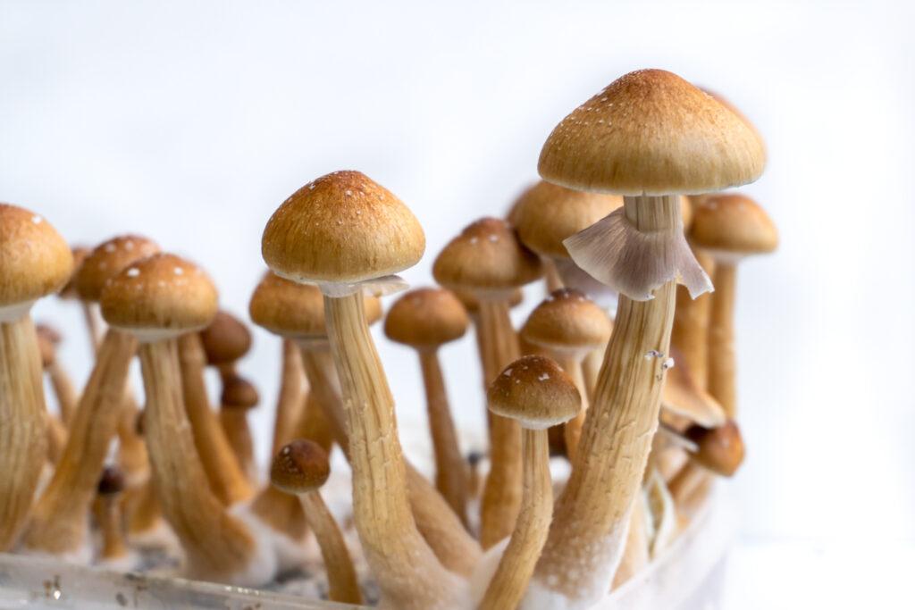 Are magic mushrooms legal in Ireland?