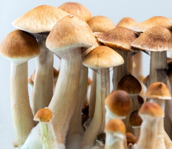 Mazatapec magic mushrooms Ireland