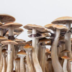 Cambodia magic mushrooms ireland