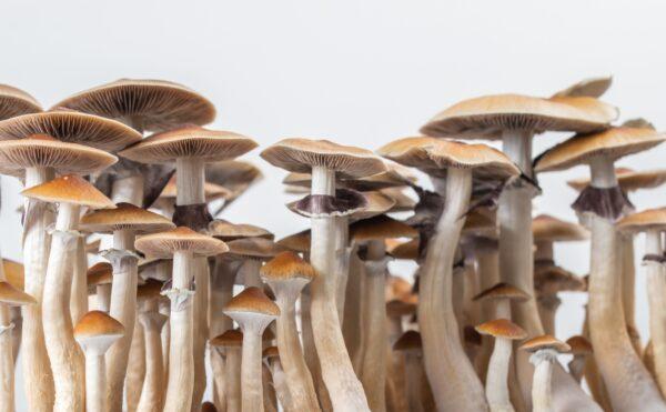 Cambodia magic mushrooms ireland