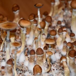 Ban Hua Thai magic mushrooms Ireland