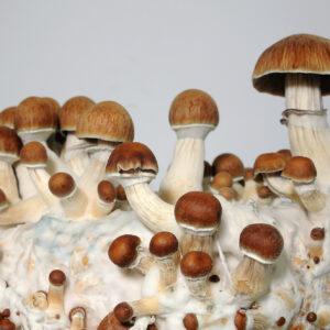 Koh Samui magic mushrooms Ireland
