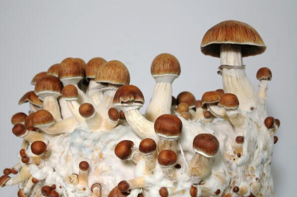 Koh Samui magic mushrooms Ireland
